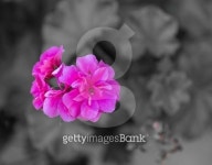 GÃ©ranium, fleur rose 이미지 (469937090) - 게티이미지뱅크 GÃ©ranium, fleur rose