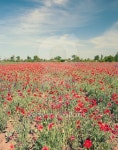 Field with flower of the poppy 이미지 (484111894) - 게티이미지뱅크 Field with flower of the poppy