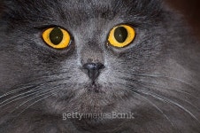 Grey cats face 이미지 (482146964) - 게티이미지뱅크 Grey cats face