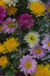 multi colored daisy flowers pattern background 이미지 (466215852) - 게티이미지뱅크 multi colored daisy flowers pattern background