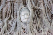 Buddha statue in the tree roots at Wat  Mahathat, 이미지 (469420156) - 게티이미지뱅크 Buddha statue in the tree roots at Wat... 
