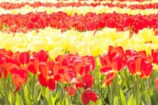 Blossoming spring flowers in Keukenhof, Holland, Netherlands 이미지 (474275952) - 게티이미지뱅크 Blossoming spring flowers... 