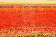 Spring tulip fields in Holland, Netherlands 이미지 (474174648) - 게티이미지뱅크 Spring tulip fields in Holland, Netherlands