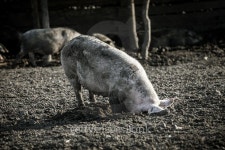 Dirty pig on a farm outdoors 이미지 (488989184) - 게티이미지뱅크 Dirty pig on a farm outdoors