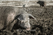 Dirty pig on a farm outdoors 이미지 (488989270) - 게티이미지뱅크 Dirty pig on a farm outdoors