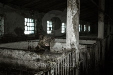 Dirty pig on a farm 이미지 (488989342) - 게티이미지뱅크 Dirty pig on a farm