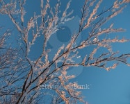 Winter branch 이미지 (497752494) - 게티이미지뱅크 Winter branch