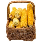 Corn basket. 이미지 (487820844) - 게티이미지뱅크 Corn basket.