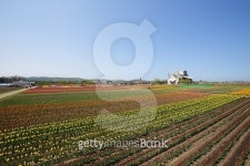 Tulip Field 이미지 (493866544) - 게티이미지뱅크 Tulip Field