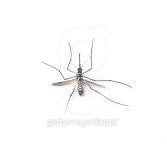 Mosquito isolated on white background 이미지 (497863026) - 게티이미지뱅크 Mosquito isolated on white background