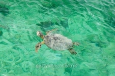 Turtle in turquoise water 이미지 (473857200) - 게티이미지뱅크 Turtle in turquoise water