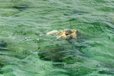 Turtle in turquoise water 이미지 (477811762) - 게티이미지뱅크 Turtle in turquoise water