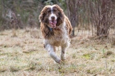 Shaggy Spaniel running 이미지 (467525258) - 게티이미지뱅크 Shaggy Spaniel running