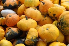 Pumpkins 이미지 (498275614) - 게티이미지뱅크 Pumpkins