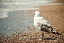 seagull 이미지 (469861018) - 게티이미지뱅크 seagull