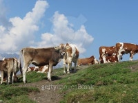 Alpine pasture with cows 이미지 (501597224) - 게티이미지뱅크 Alpine pasture with cows