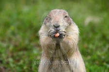 Funny face of Prairie Dog 이미지 (474715102) - 게티이미지뱅크 Funny face of Prairie Dog