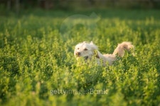 Golden Retriever in Farmland 이미지 (475583348) - 게티이미지뱅크 Golden Retriever in Farmland
