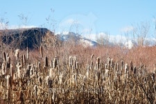 Dry marshland cattails with snowcapped mountains behind 이미지 (498196044) - 게티이미지뱅크 Dry marshland cattails with... 
