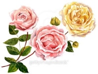 Bouquet of Victorian roses, pink and yellow 이미지 (477682318) - 게티이미지뱅크 Bouquet of Victorian roses, pink and yellow