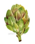 Watercolor artichoke on white background 이미지 (464806860) - 게티이미지뱅크 Watercolor artichoke on white background