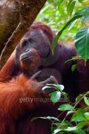 Alpha male orang utan eating portrait front 이미지 (501646284) - 게티이미지뱅크 Alpha male orang utan eating portrait front