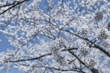 close up blossom sakura flower on tree under winter sky 이미지 (502750738) - 게티이미지뱅크 close up blossom sakura flower on... 