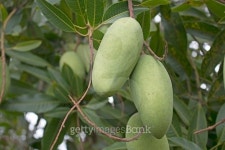 Mangoes on mango tree 이미지 (480480708) - 게티이미지뱅크 Mangoes on mango tree