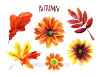 Watercolor autumn set of leaves and flowers 이미지 (501201776) - 게티이미지뱅크 Watercolor autumn set of leaves and flowers