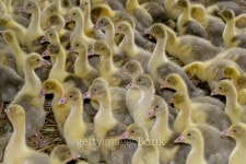 Outdoor Rearing Geese 이미지 (503002686) - 게티이미지뱅크 Outdoor Rearing Geese