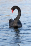 Black Swan, Cygnus atratus 이미지 (495734224) - 게티이미지뱅크 Black Swan, Cygnus atratus