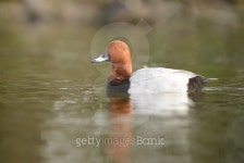 Common Pochard, Pochard, Aythya ferina 이미지 (467545942) - 게티이미지뱅크 Common Pochard, Pochard, Aythya ferina