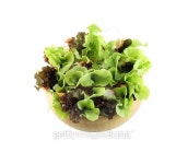 vegetable salad in wooden bowl. 이미지 (495064252) - 게티이미지뱅크 vegetable salad in wooden bowl.