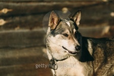 Big dog looks back 이미지 (492151290) - 게티이미지뱅크 Big dog looks back