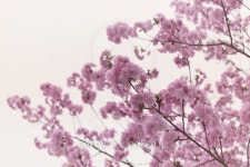 Sakura or cherry Blossom in color Vintage style. 이미지 (475166248) - 게티이미지뱅크 Sakura or cherry Blossom in color... 
