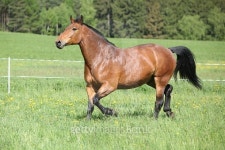 Amazing and big brown horse running 이미지 (482397522) - 게티이미지뱅크 Amazing and big brown horse running