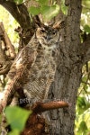Great horned owl in cottonwood tree 이미지 (493563194) - 게티이미지뱅크 Great horned owl in cottonwood tree