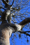 큰나무 여행(BIG TREE TOUR) | Madagascar: Baobab Tree near Ifaty 이미지 (498866396) - 게티이미지뱅크 Madagascar: Baobab Tree near Ifaty