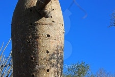 큰나무 여행(BIG TREE TOUR) | Madagascar: Baobab Tree near Ifaty 이미지 (498866602) - 게티이미지뱅크 Madagascar: Baobab Tree near Ifaty