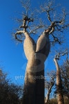 큰나무 여행(BIG TREE TOUR) | Madagascar: Baobab Tree near Ifaty 이미지 (498911510) - 게티이미지뱅크 Madagascar: Baobab Tree near Ifaty
