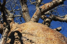 큰나무 여행(BIG TREE TOUR) | Madagascar: Baobab Tree near Ifaty 이미지 (498911938) - 게티이미지뱅크 Madagascar: Baobab Tree near Ifaty