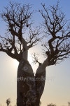 큰나무 여행(BIG TREE TOUR) | Madagascar: Baobab Tree near Ifaty 이미지 (498909744) - 게티이미지뱅크 Madagascar: Baobab Tree near Ifaty