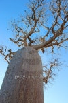 큰나무 여행(BIG TREE TOUR) | Madagascar: Baobab Tree near Ifaty 이미지 (498910500) - 게티이미지뱅크 Madagascar: Baobab Tree near Ifaty