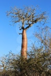 큰나무 여행(BIG TREE TOUR) | Madagascar: Baobab Tree near Ifaty 이미지 (498909064) - 게티이미지뱅크 Madagascar: Baobab Tree near Ifaty