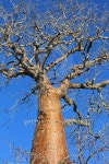 큰나무 여행(BIG TREE TOUR) | Madagascar: Baobab Tree near Ifaty 이미지 (498909374) - 게티이미지뱅크 Madagascar: Baobab Tree near Ifaty