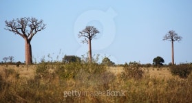큰나무 여행(BIG TREE TOUR) | Madagascar: Baobab Trees near Andranovory 이미지 (498865578) - 게티이미지뱅크 Madagascar: Baobab Trees near Andranovory