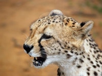 Hissing Cheeta 이미지 (478400176) - 게티이미지뱅크 Hissing Cheeta