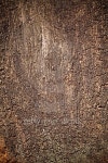 Texture old wood background. 이미지 (478445480) - 게티이미지뱅크 Texture old wood background.