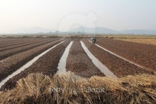 farmers growing vegetables in the field 이미지 (481111986) - 게티이미지뱅크 farmers growing vegetables in the field