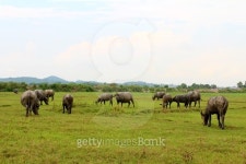 herd of buffalo on the field 이미지 (480764242) - 게티이미지뱅크 herd of buffalo on the field